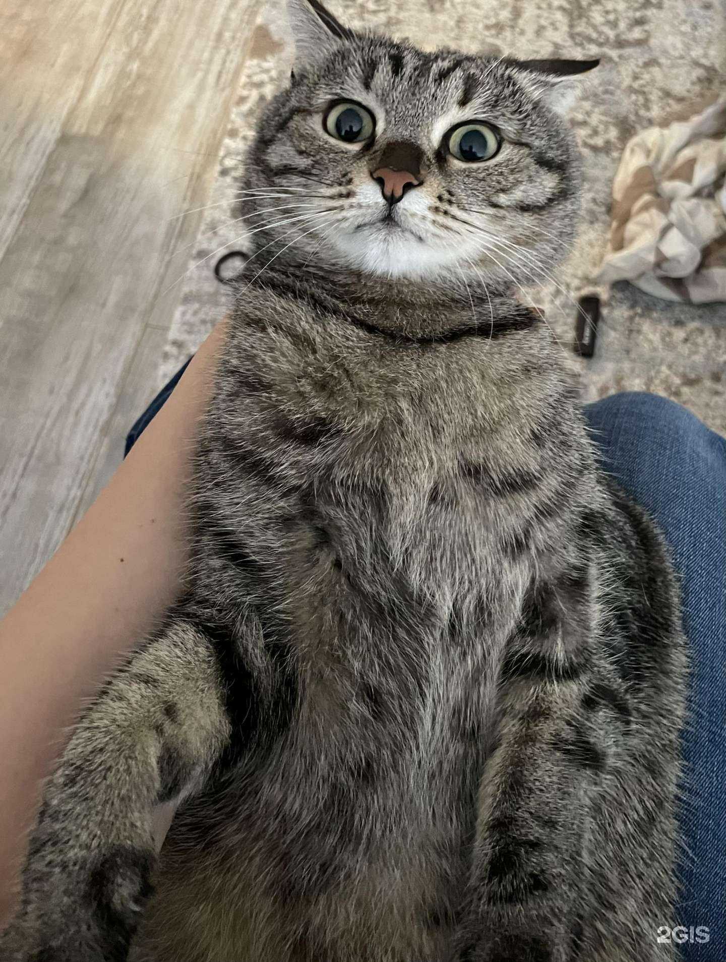 Отзывы на компанию 101 далматинец в г. Краснодар c фото