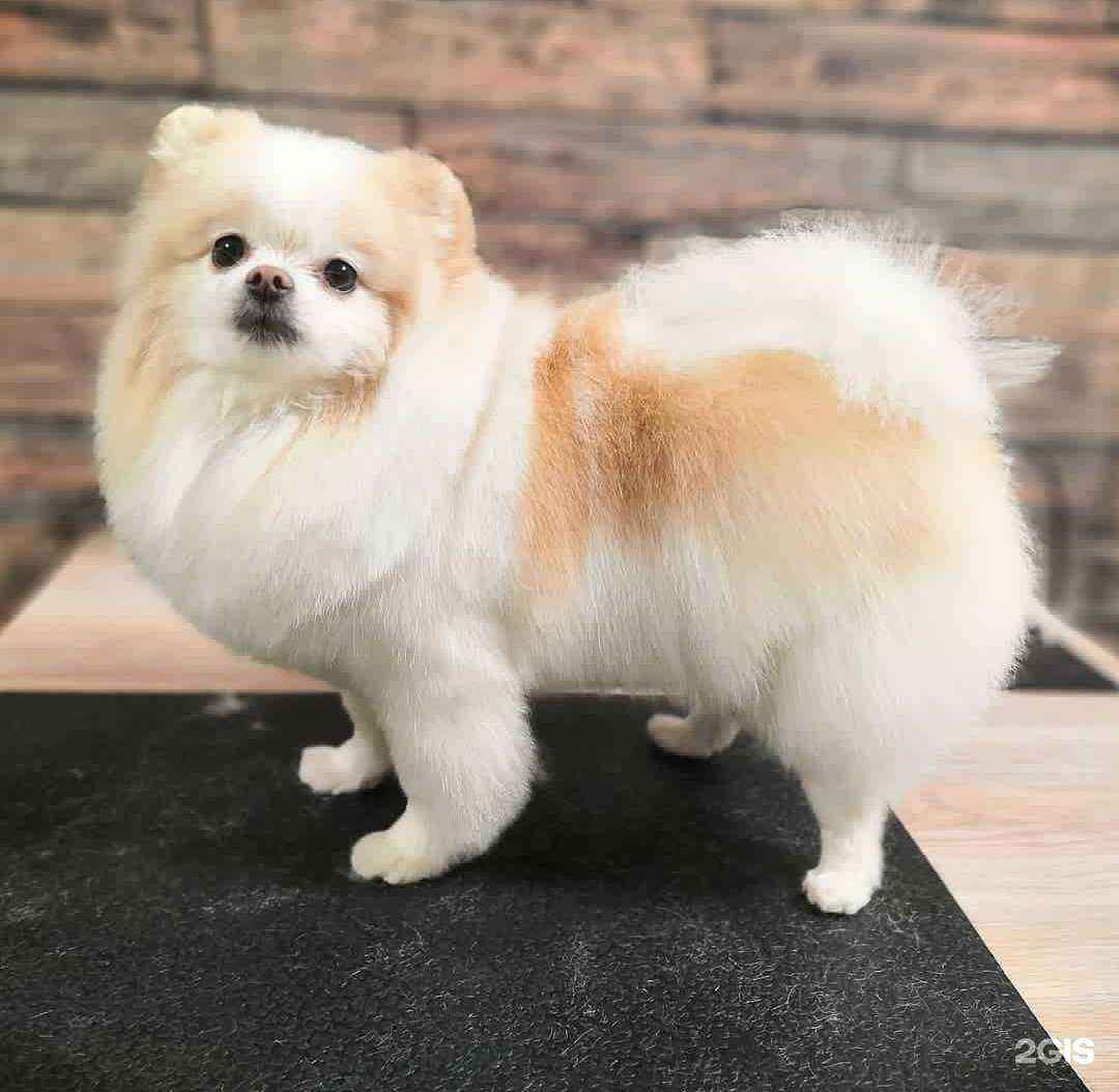 Отзывы на компанию Лексус groom в г. Нижнекамск c фото