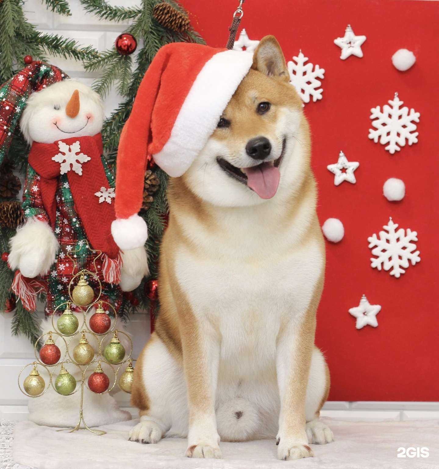 Отзывы на компанию Animal`s space в Новосибирске c фото