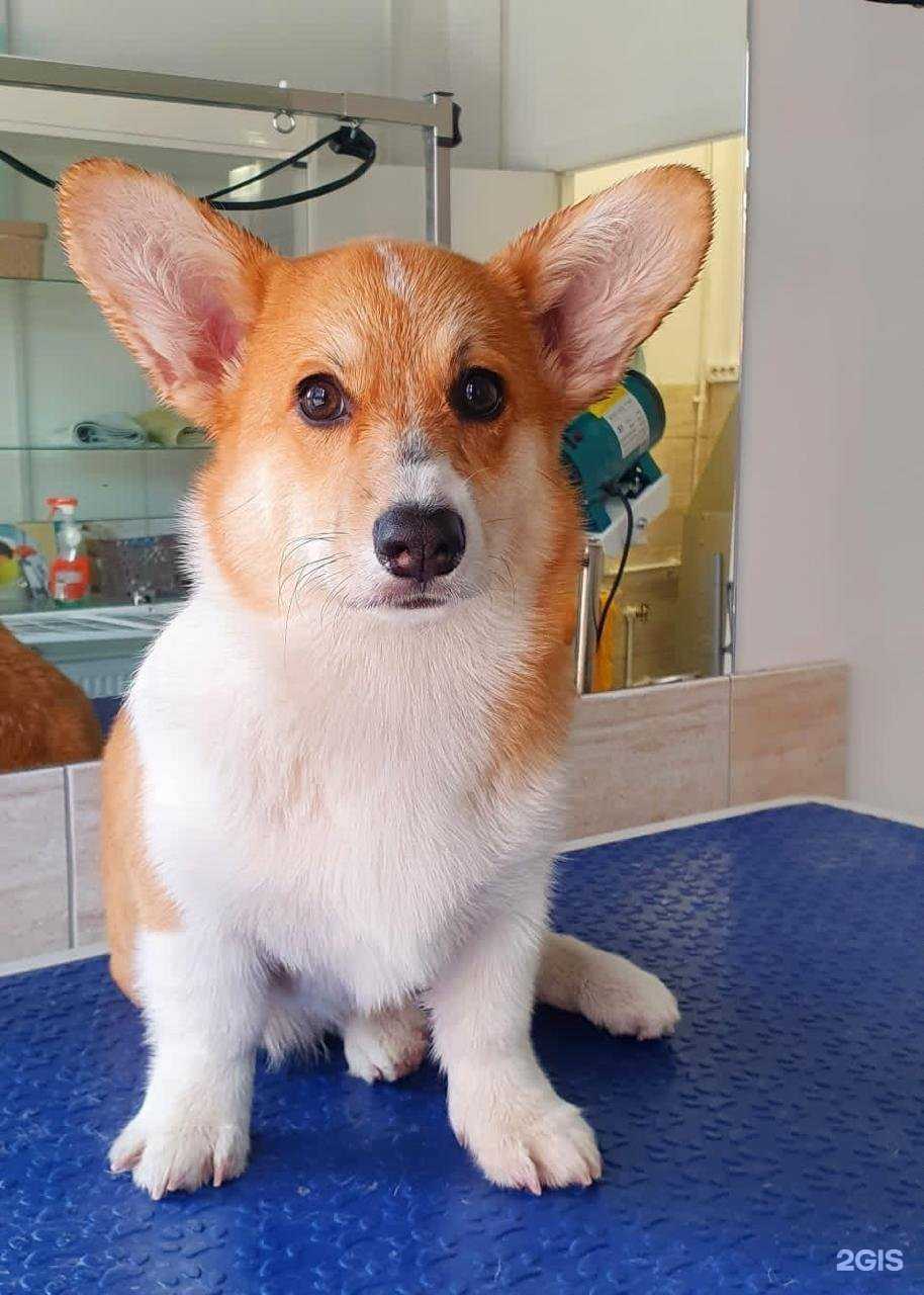 Отзывы на компанию Бетховен в г. Истра c фото