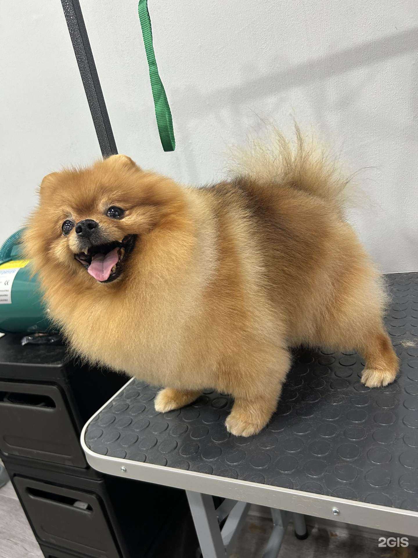 Отзывы на компанию Pet Spa в г. Абакан c фото