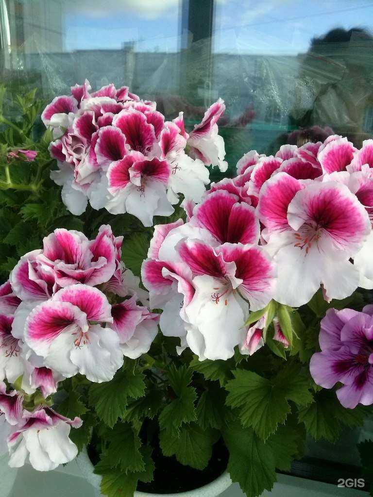 Отзывы на компанию Пчёлка в Северодвинске c фото