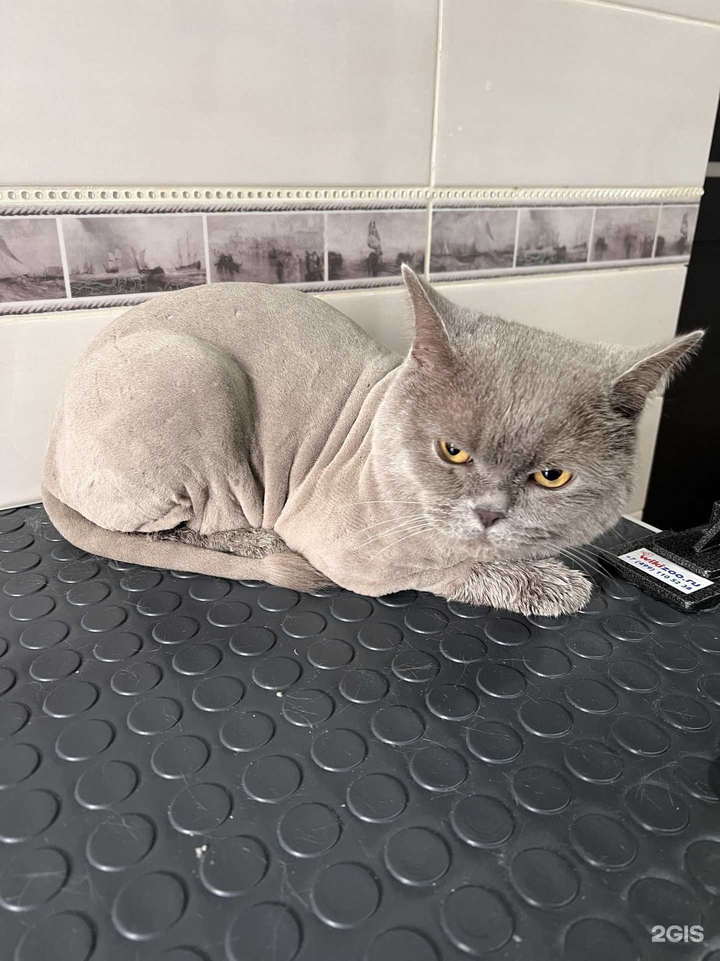 Отзывы на компанию lapki_hwostiki в Барнауле c фото