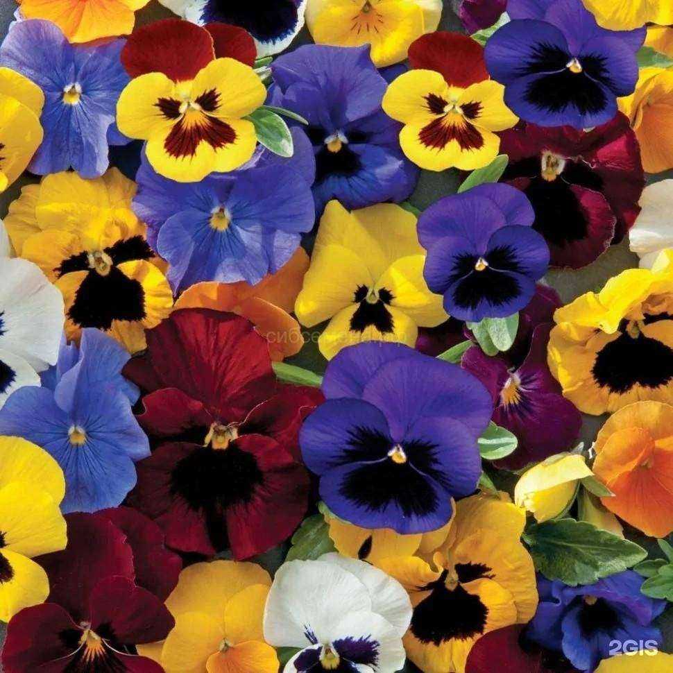 Отзывы на компанию Семена для Сибири в г. Красноярск c фото