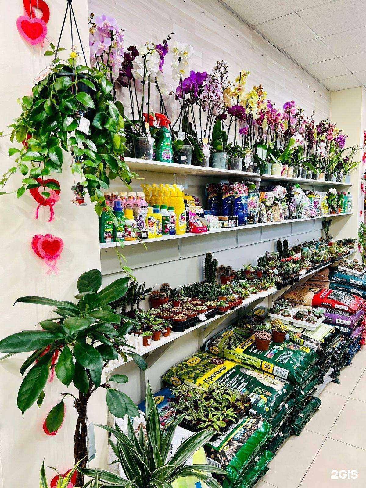 Отзывы на компанию Растениум  в Анапе c фото