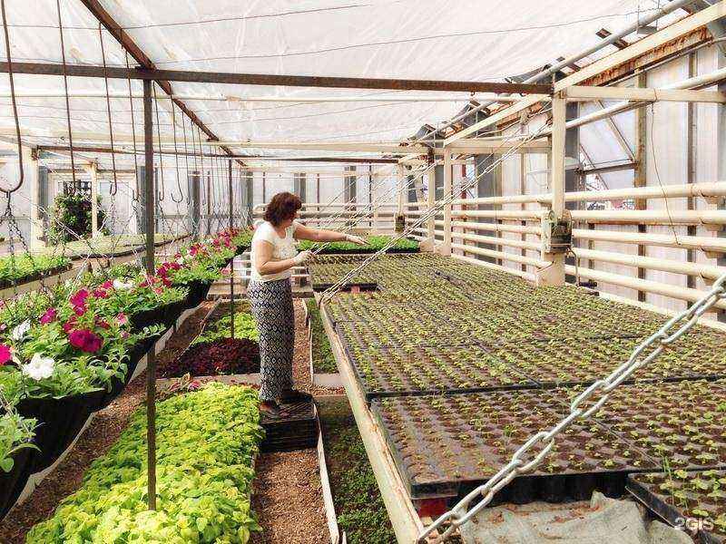 Отзывы на компанию Горзеленстрой в Хабаровске c фото