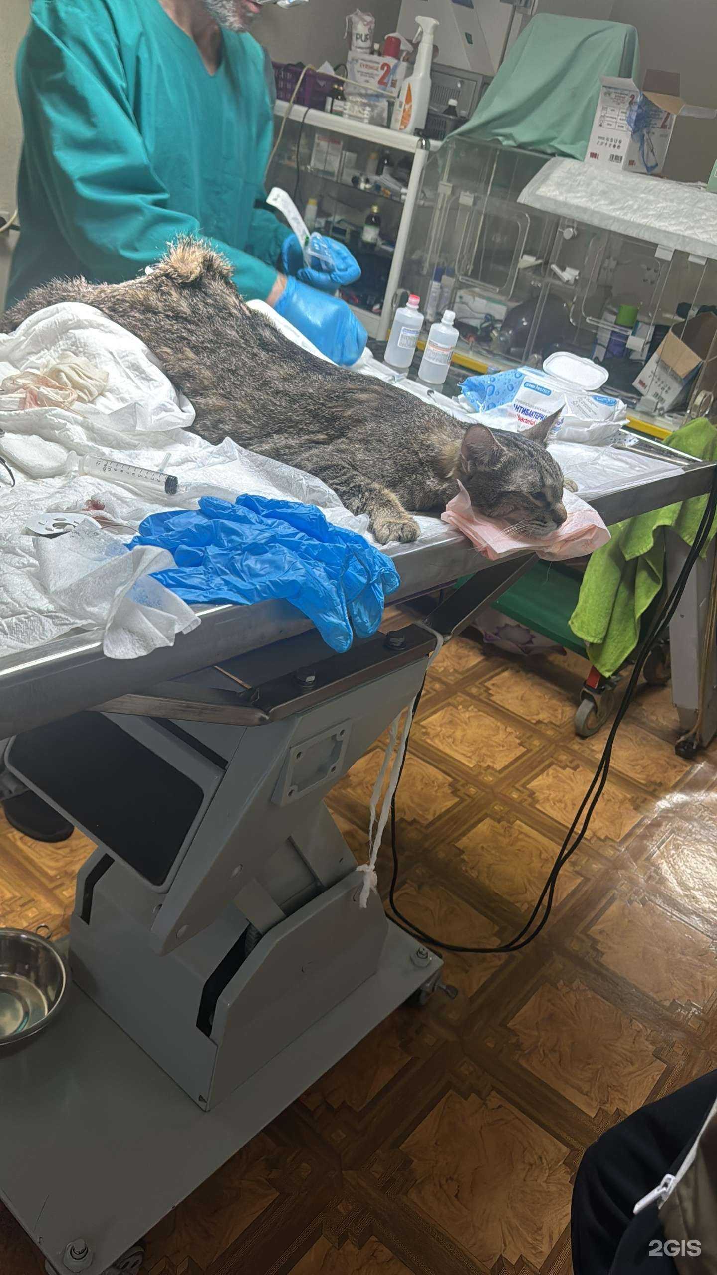 Отзывы на компанию Ветеринарная клиника в г. Сочи c фото