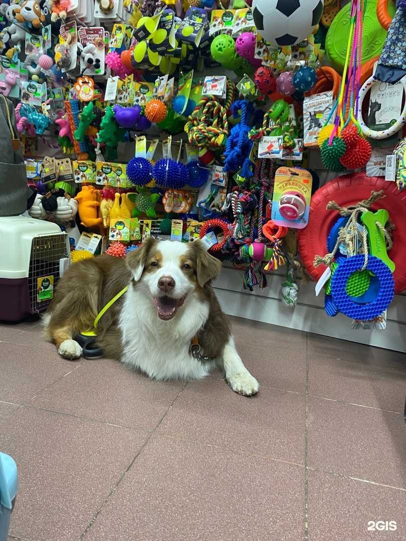 Отзывы на компанию ЛапУшки в г. Сыктывкар c фото