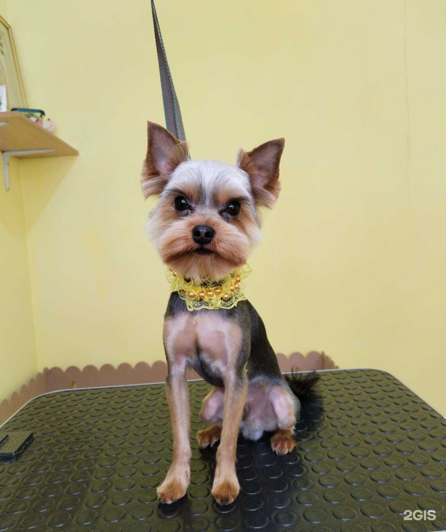 Отзывы на компанию Наше собачье дело в г. Рязань c фото