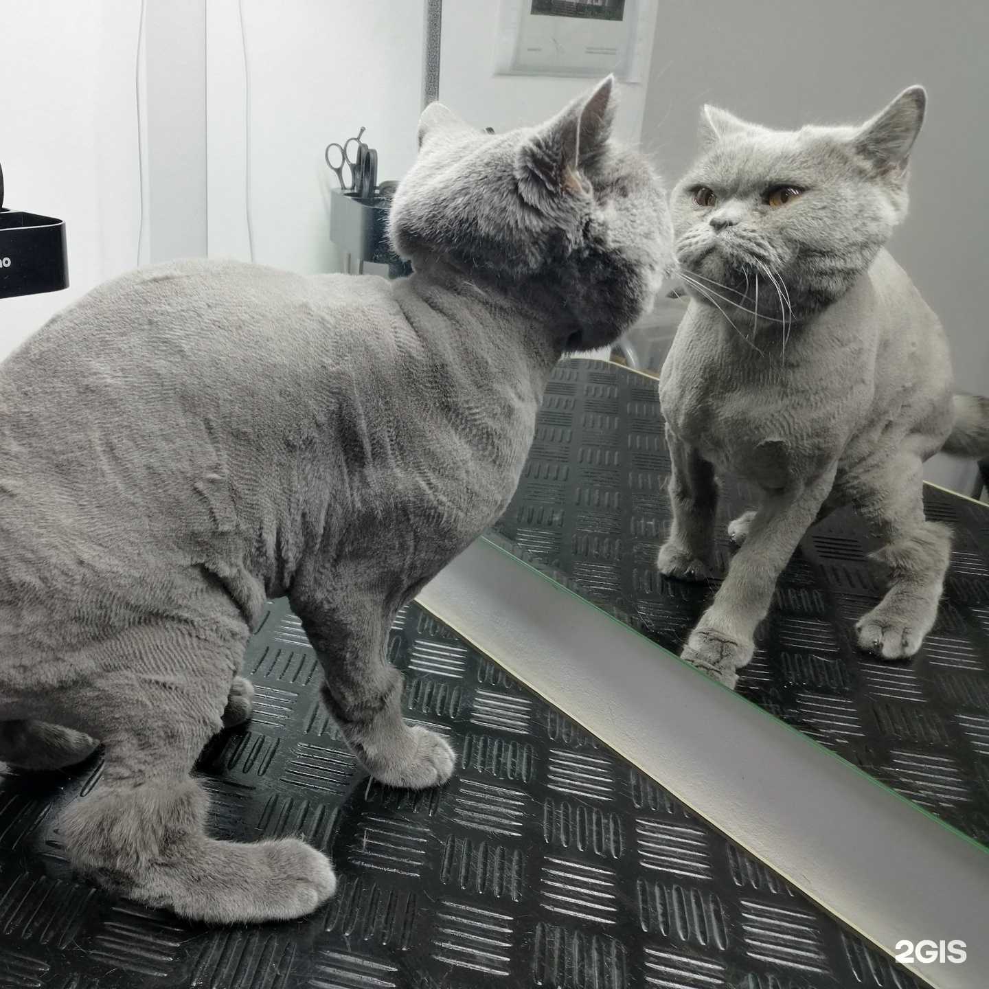 Отзывы на компанию Alpha groom в г. Уфа c фото