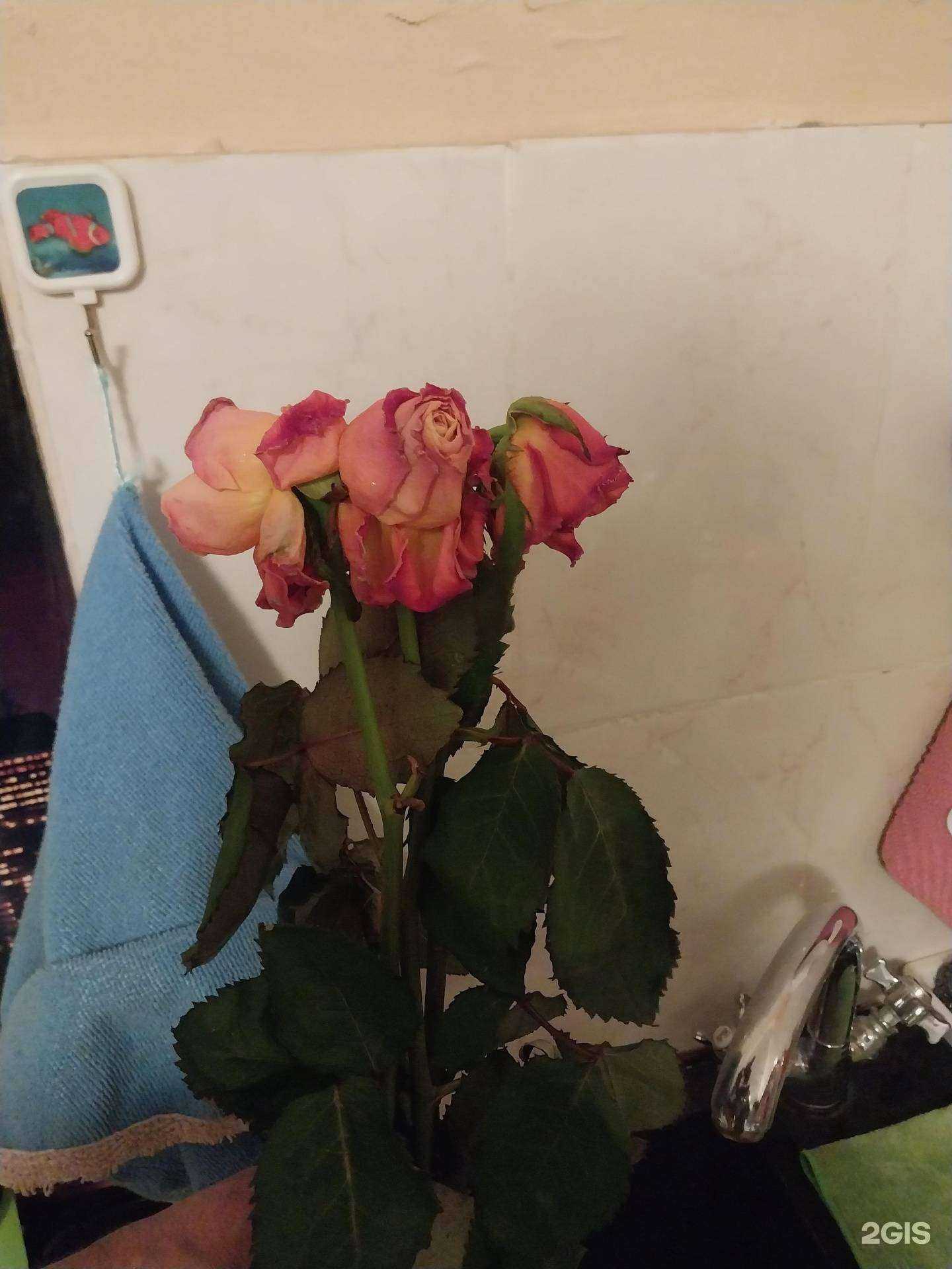 Отзывы на компанию Flow decor в Рязани c фото