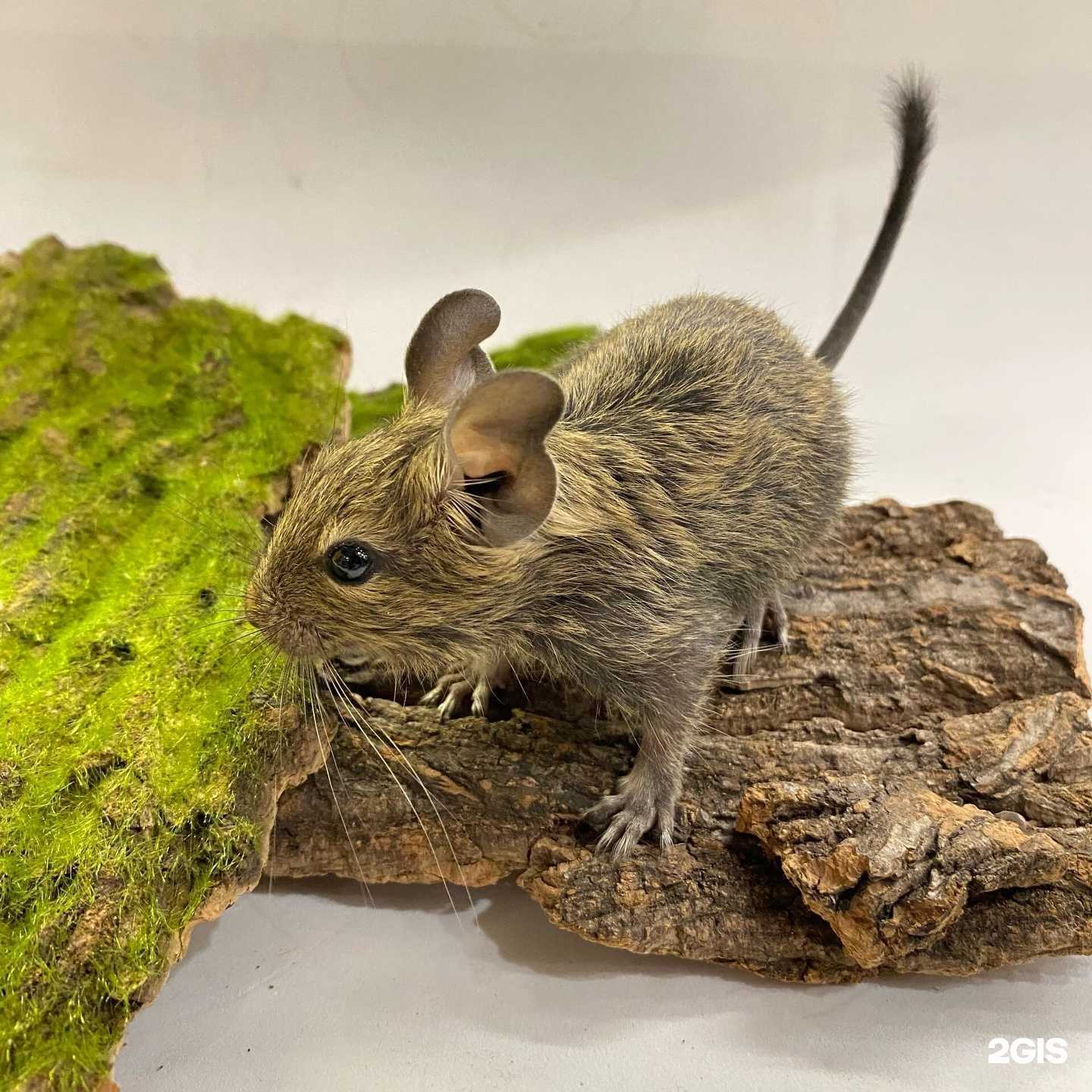 Отзывы на компанию 4 лапы в Новокузнецке c фото