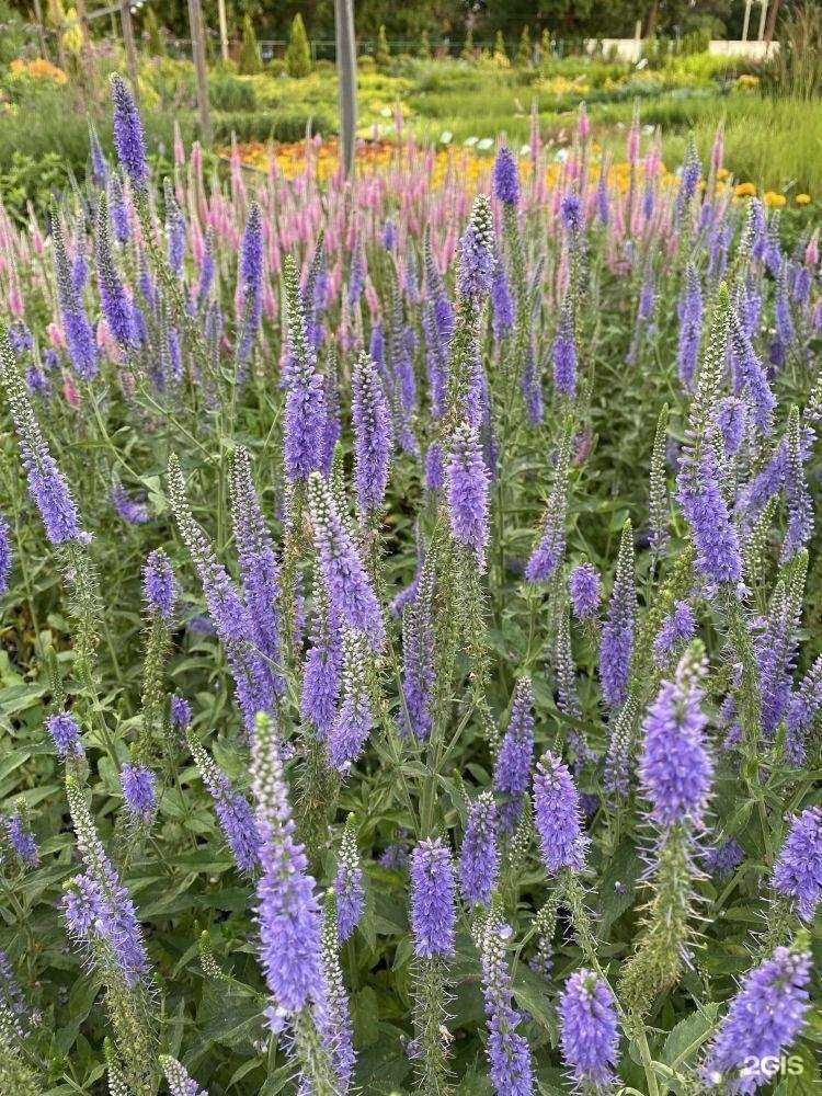 Отзывы на компанию Летний cад в г. Армавир c фото