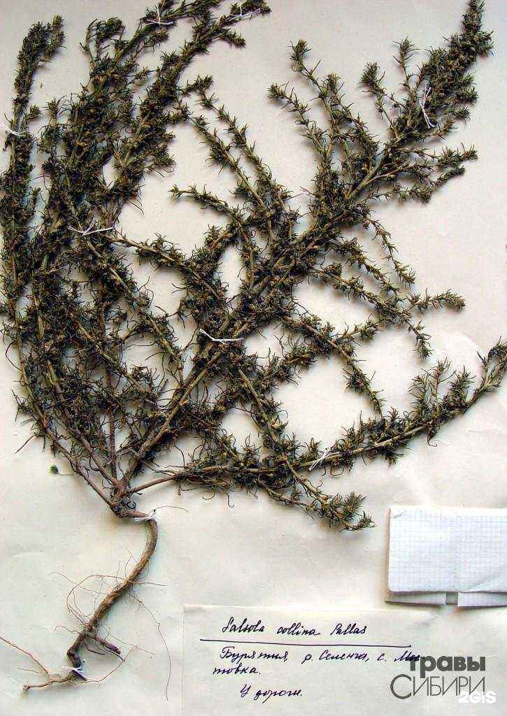 Отзывы на компанию Травы Сибири в г. Иркутск c фото