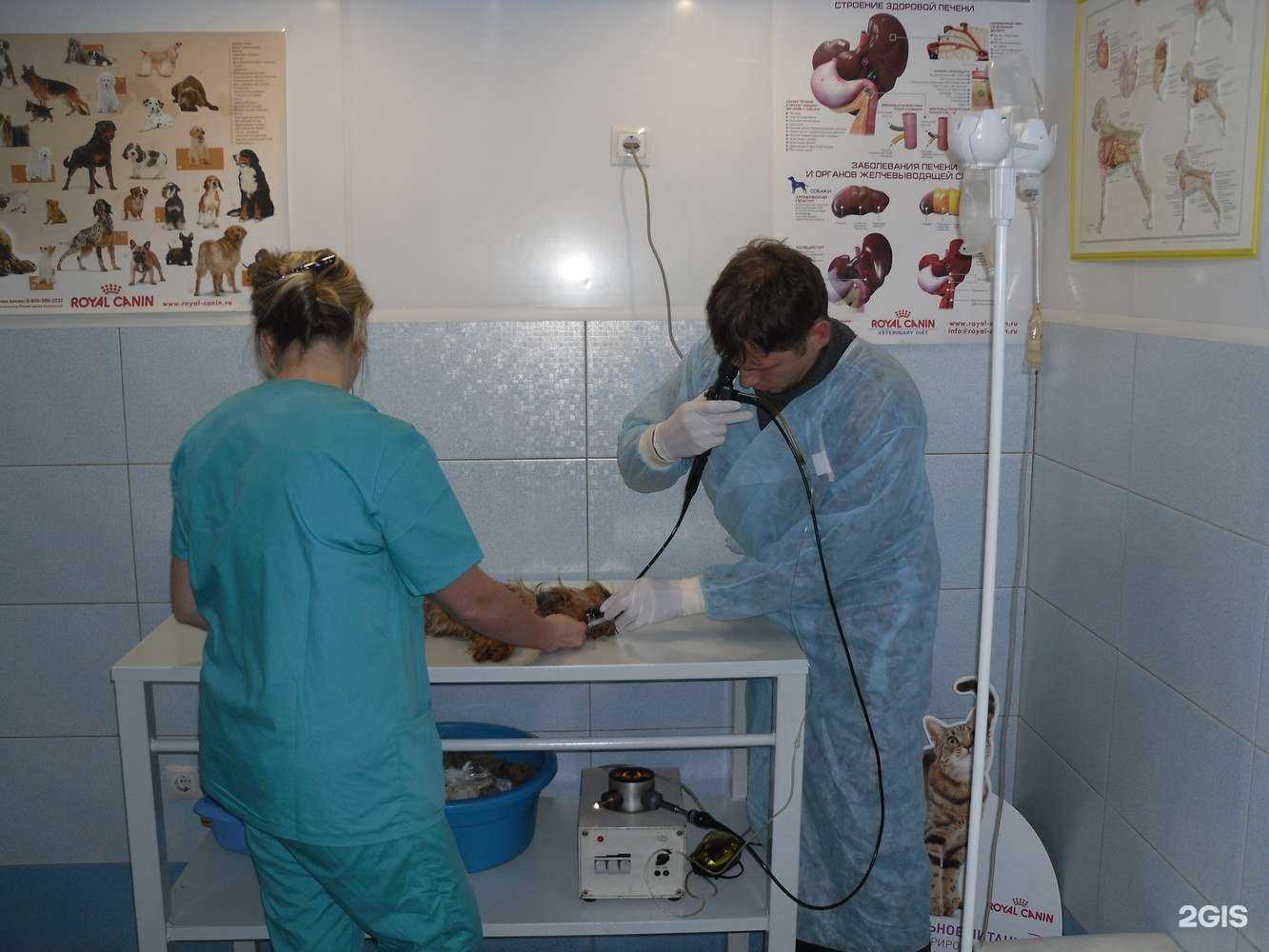 Отзывы на компанию Доктор Vet в Барнауле c фото