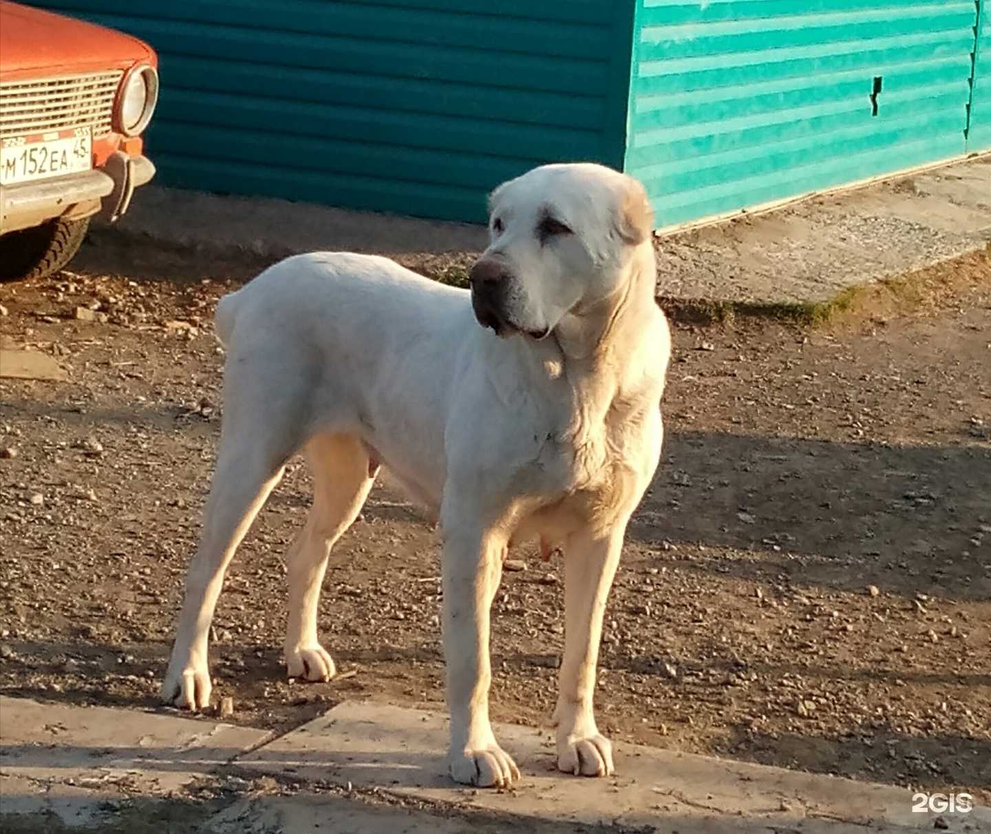 Отзывы на компанию Зауральский медведь в Кургане c фото