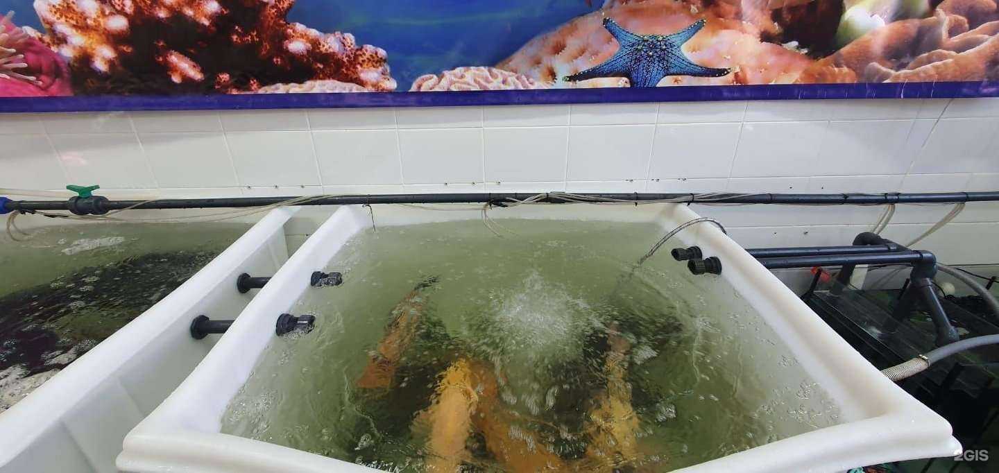 Отзывы на компанию Рыбный остров в Прокопьевске c фото