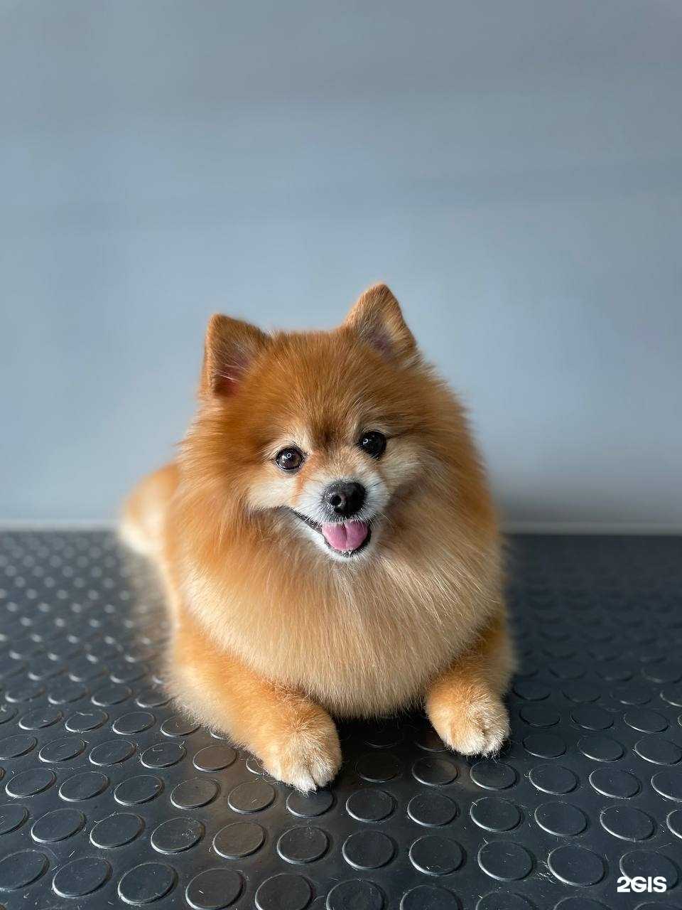 Отзывы на компанию Против Шерсти в Тюмени c фото