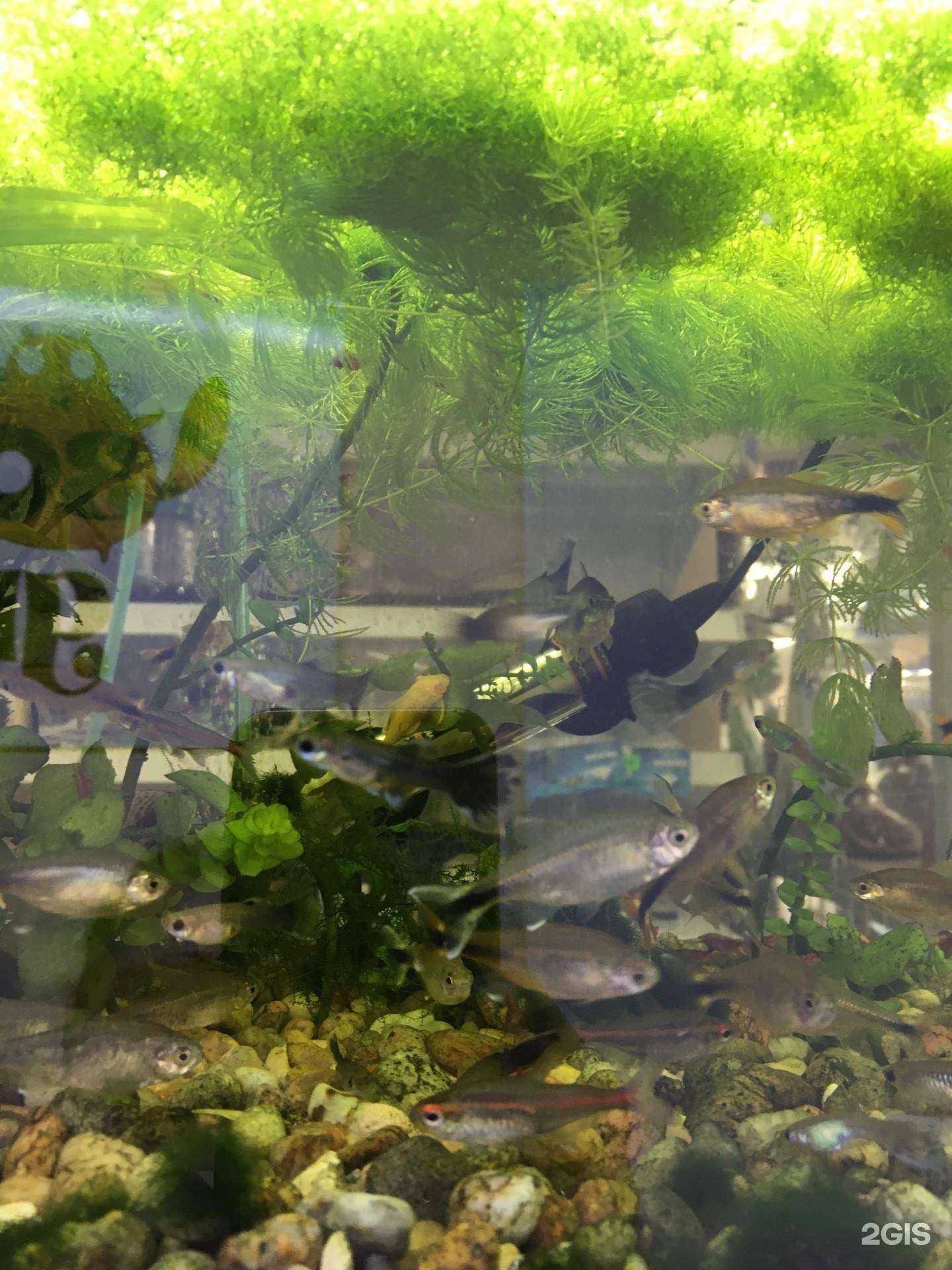 Отзывы на компанию Два Кота в Иркутске c фото