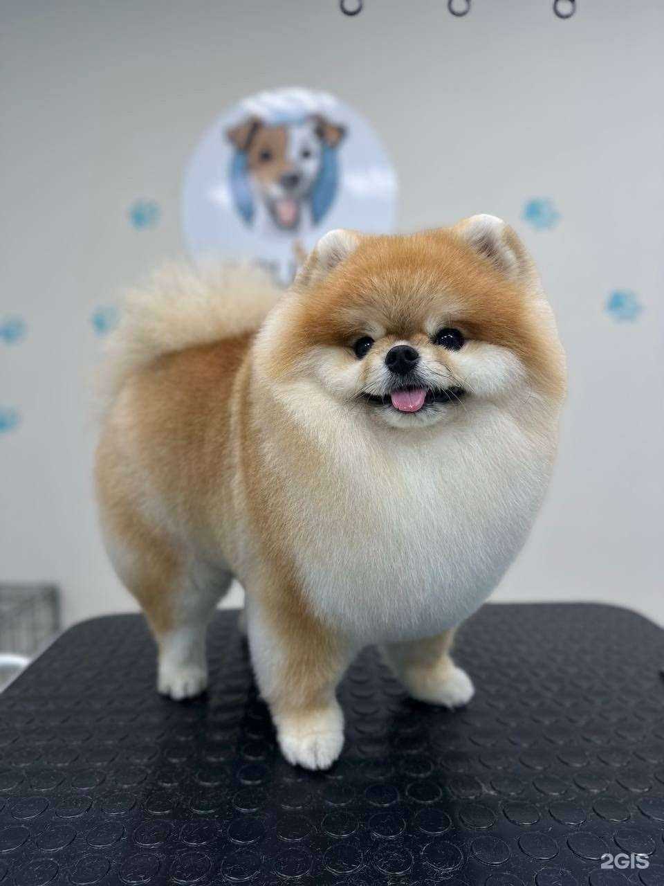 Отзывы на компанию Dollick в Сочи c фото