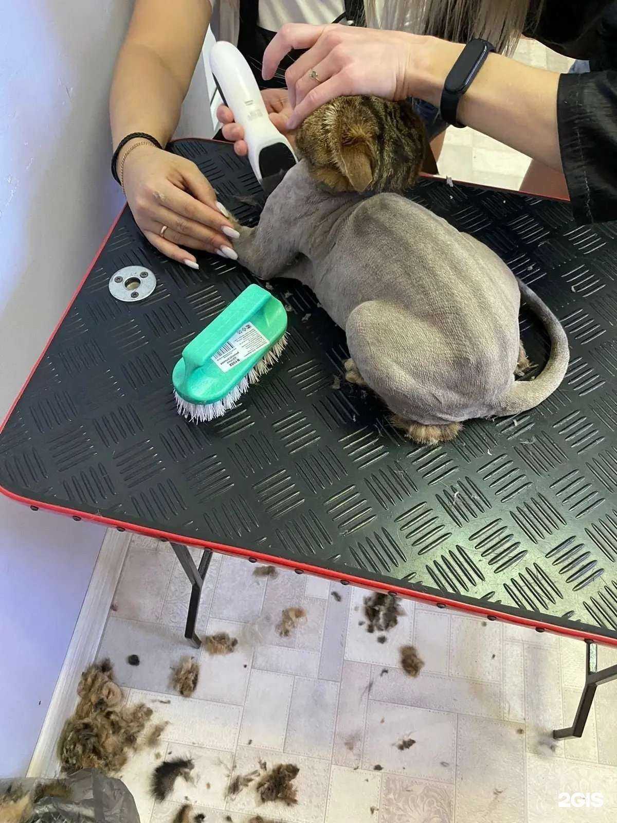 Отзывы на компанию Груминг-кабинет в Магнитогорске c фото