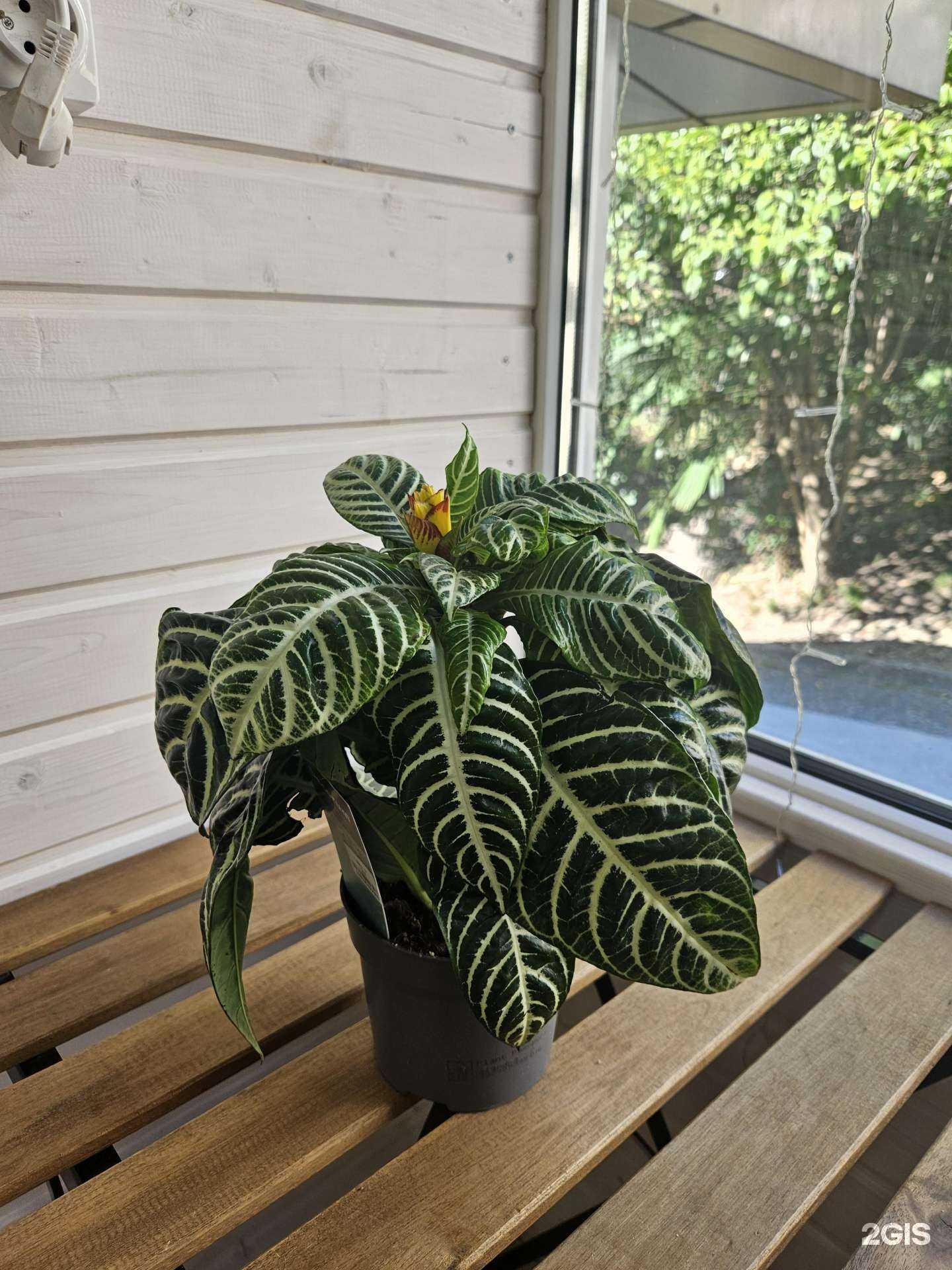 Отзывы на компанию Магазин товаров для праздника в г. Сочи c фото