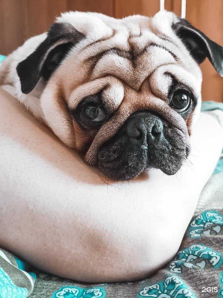 Отзывы на компанию Управление ветеринарии Искитимского района Новосибирской области в Искитиме c фото