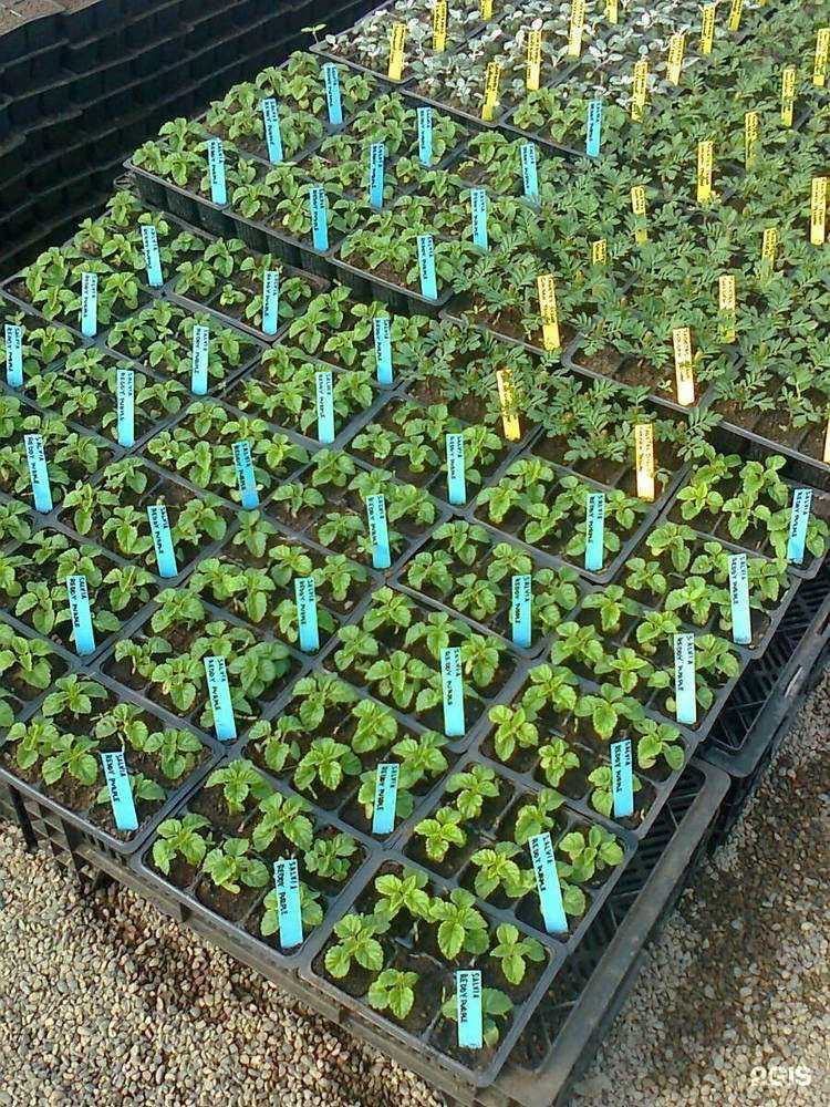 Отзывы на компанию Сады Семирамиды в Красноярске c фото