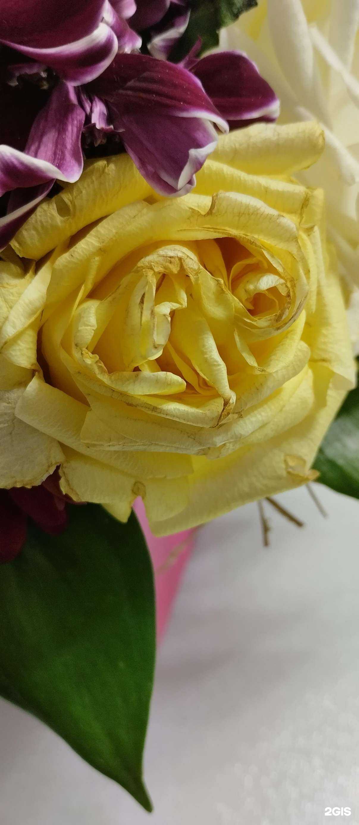 Отзывы на компанию Магазин живых цветов в Новосибирске c фото