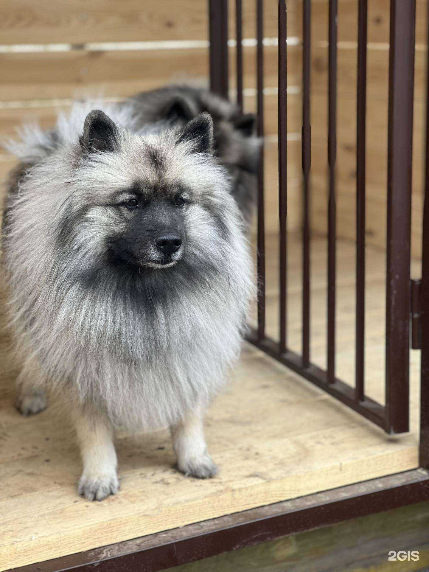 Отзывы на компанию СобакинДом в Красноярске c фото