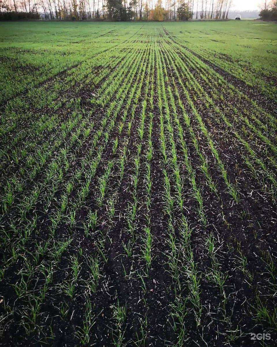 Отзывы на компанию Химгарант в Тамбове c фото