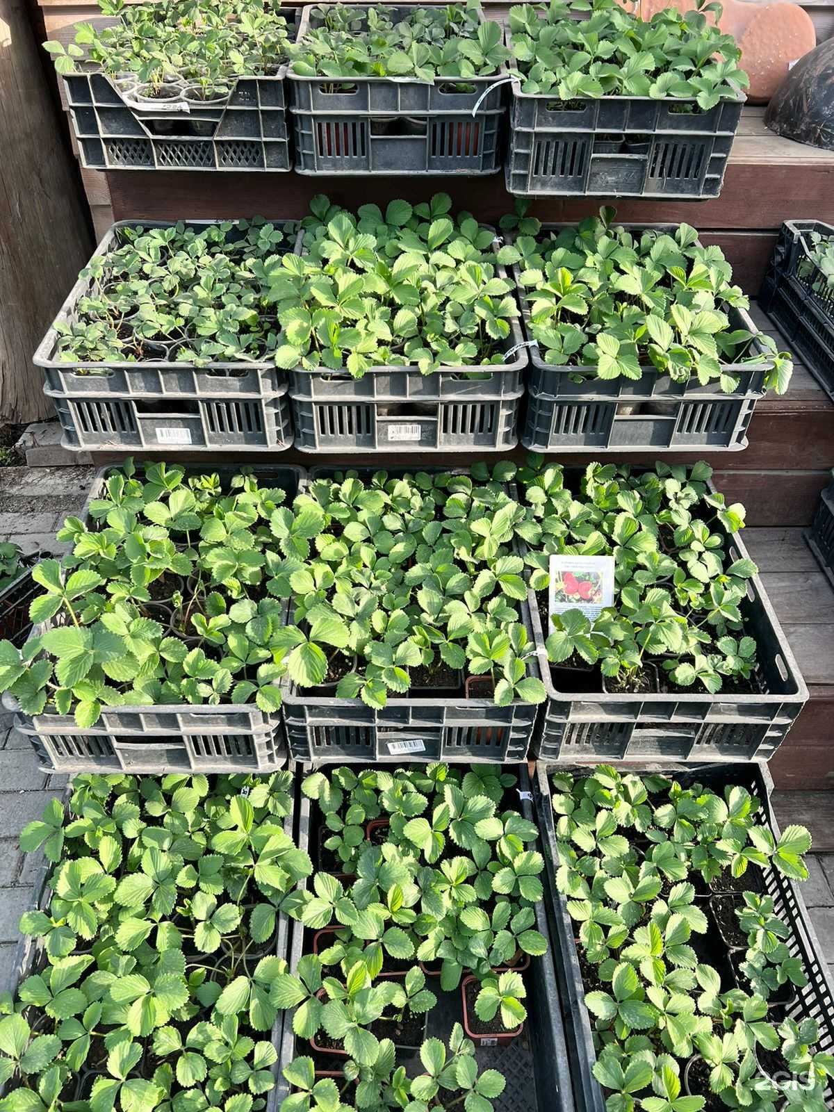 Отзывы на компанию Белые пашни в г. Екатеринбург c фото