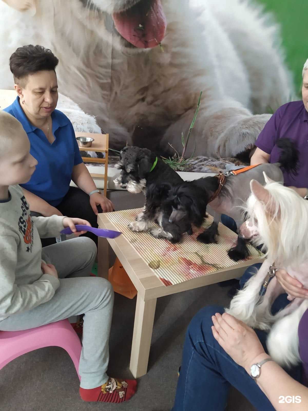 Отзывы на компанию Лапу друг в Омске c фото