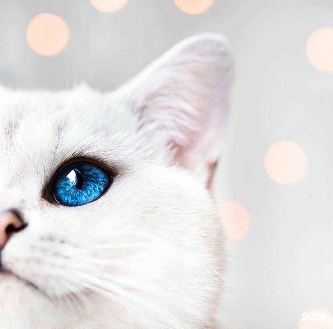 Отзывы на компанию Центр скорой ветеринарной помощи в Набережных Челнах c фото