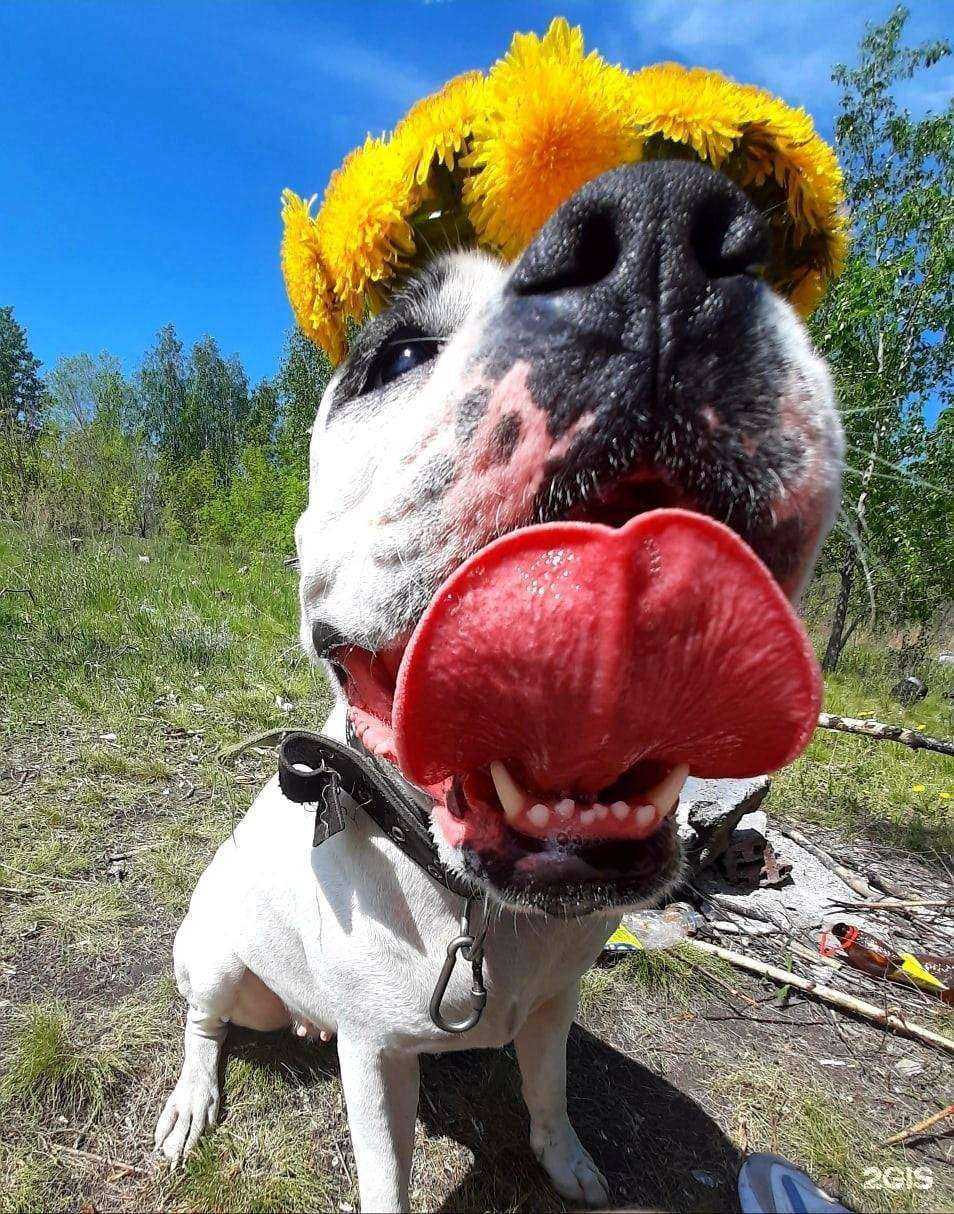 Отзывы на компанию Ветеринарная лечебница Копейского городского округа в Копейске c фото