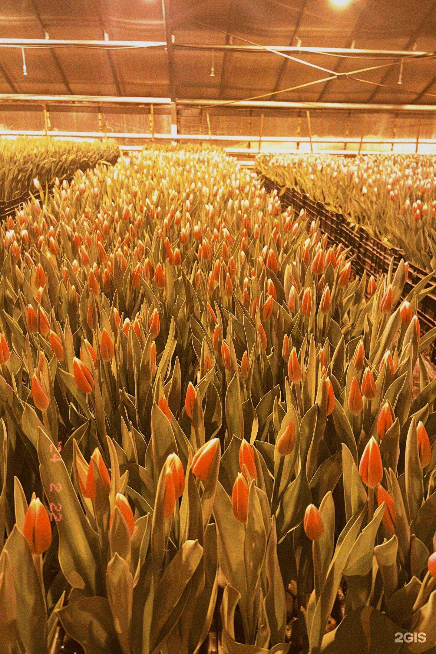 Отзывы на компанию Оранжерея в Бабушкино в Дзержинске c фото