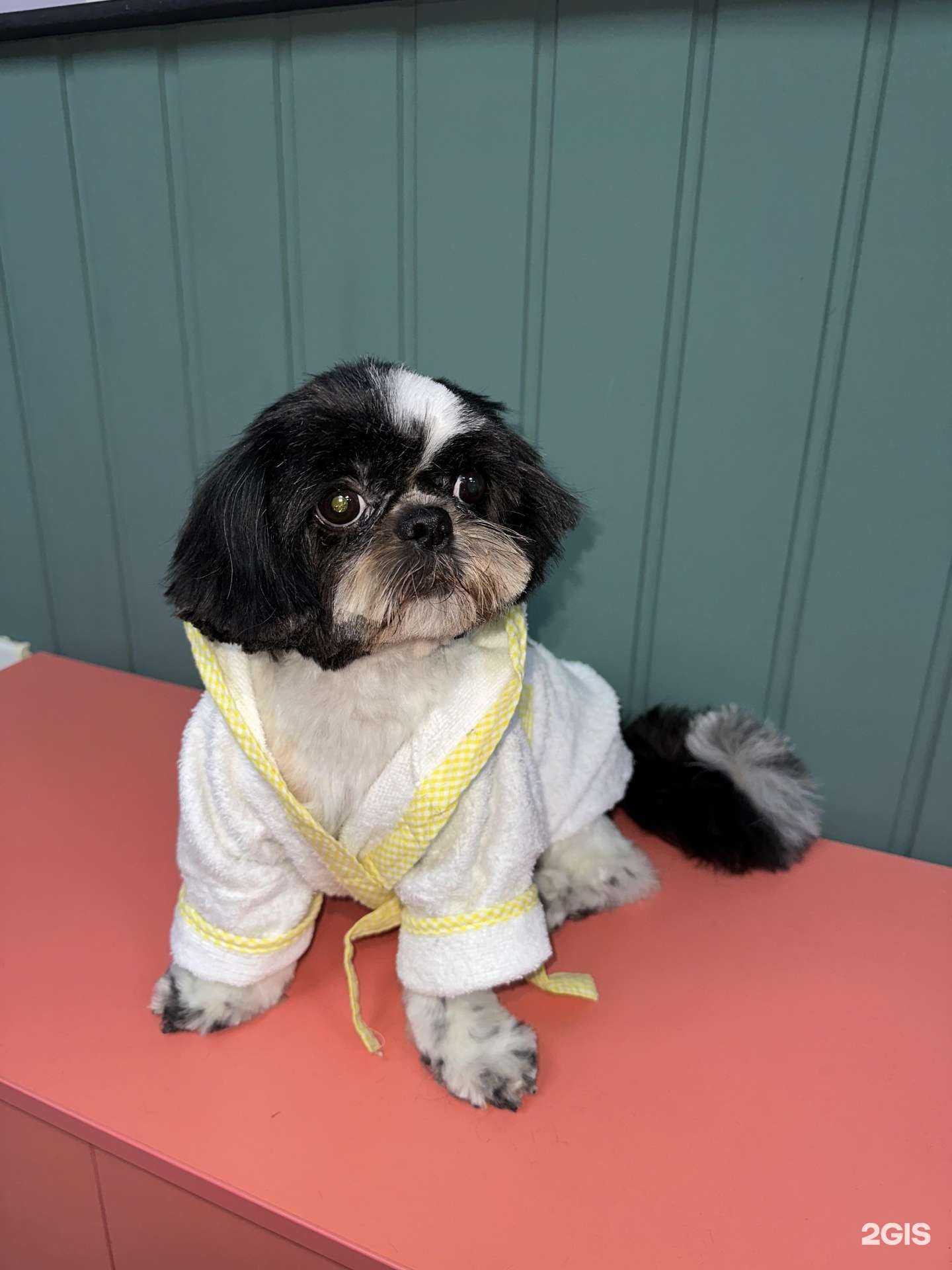 Отзывы на компанию MASTER PET в Челябинске c фото