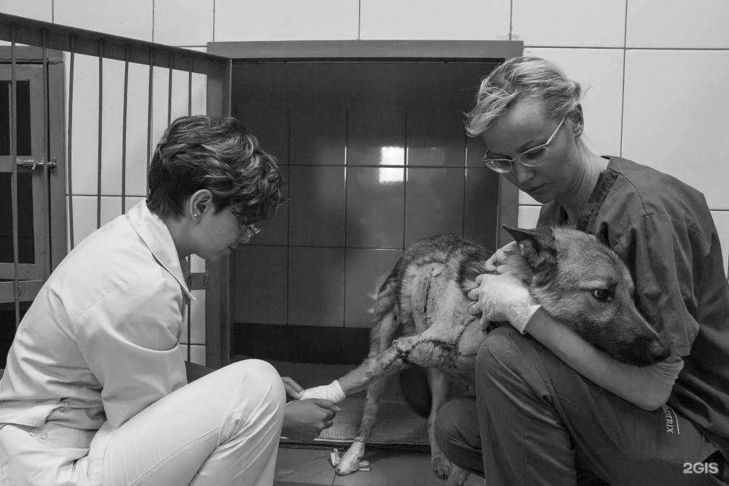 Отзывы на компанию Ветико в г. Гатчина c фото