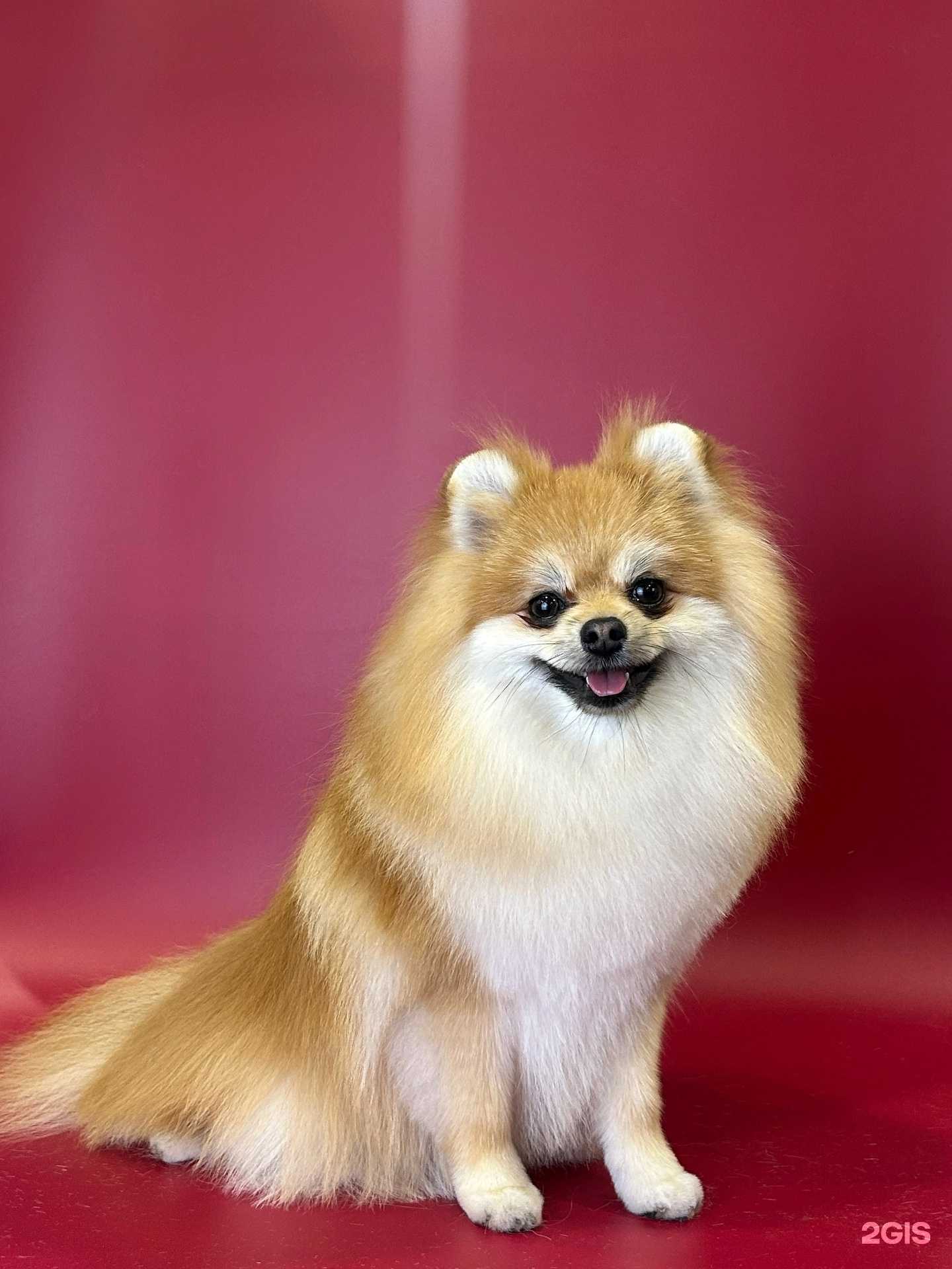 Отзывы на компанию Пёсики тут в Первоуральске c фото