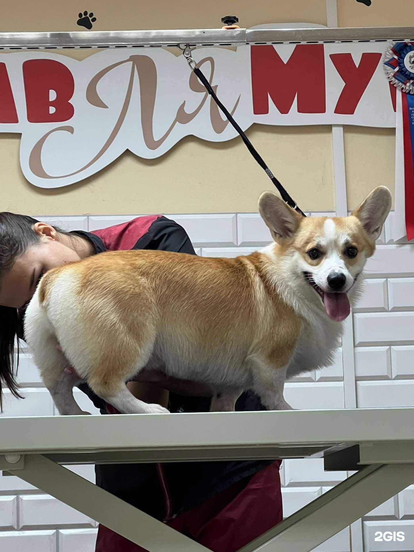 Отзывы на компанию ГавЛяМур в Красноярске c фото