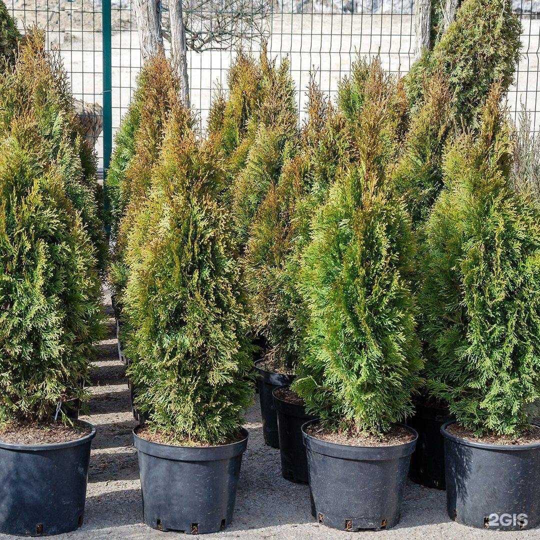 Отзывы на компанию Флора-Сервис в г. Волгодонск c фото