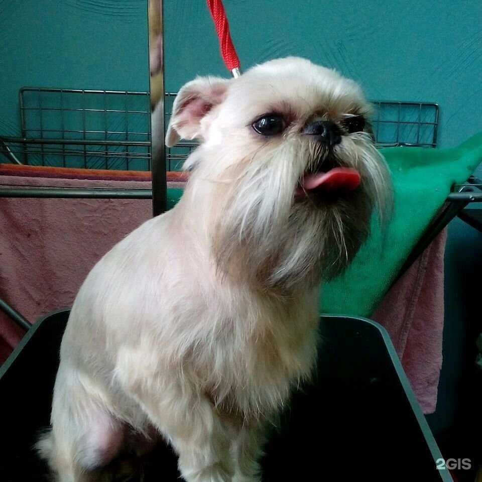 Отзывы на компанию Шпиц в Петропавловске-Камчатском c фото