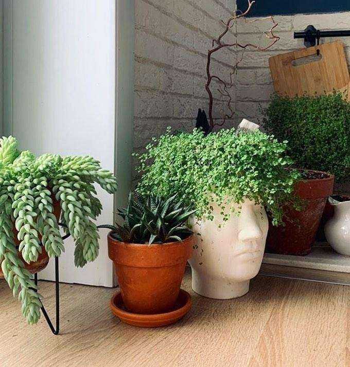 Отзывы на компанию DikaDecor в Краснодаре c фото