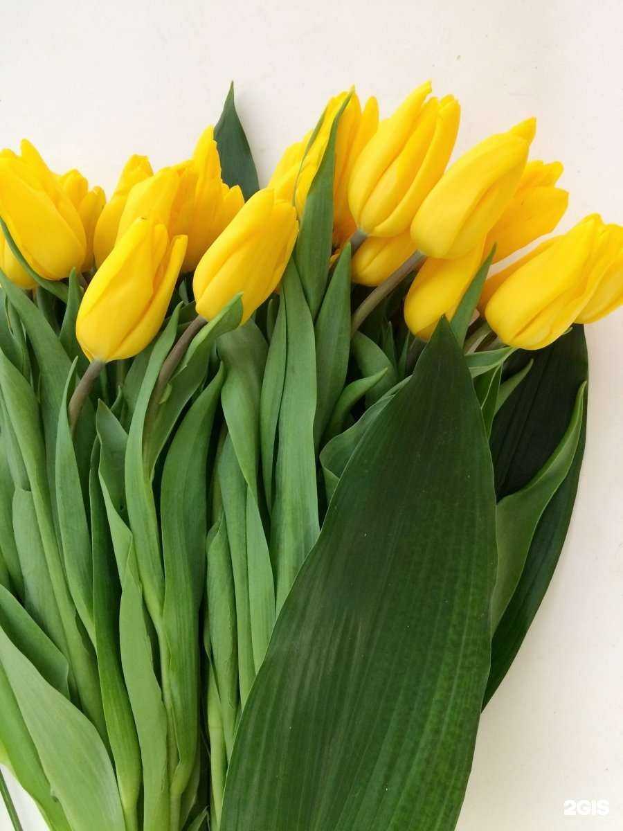 Отзывы на компанию Мича в Сыктывкаре c фото