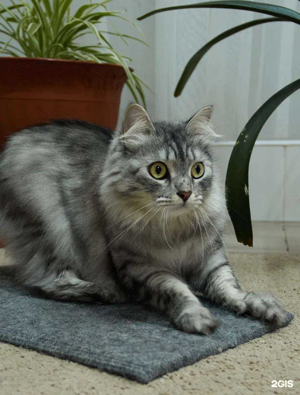 Отзывы на компанию Кот Лео в г. Краснодар c фото