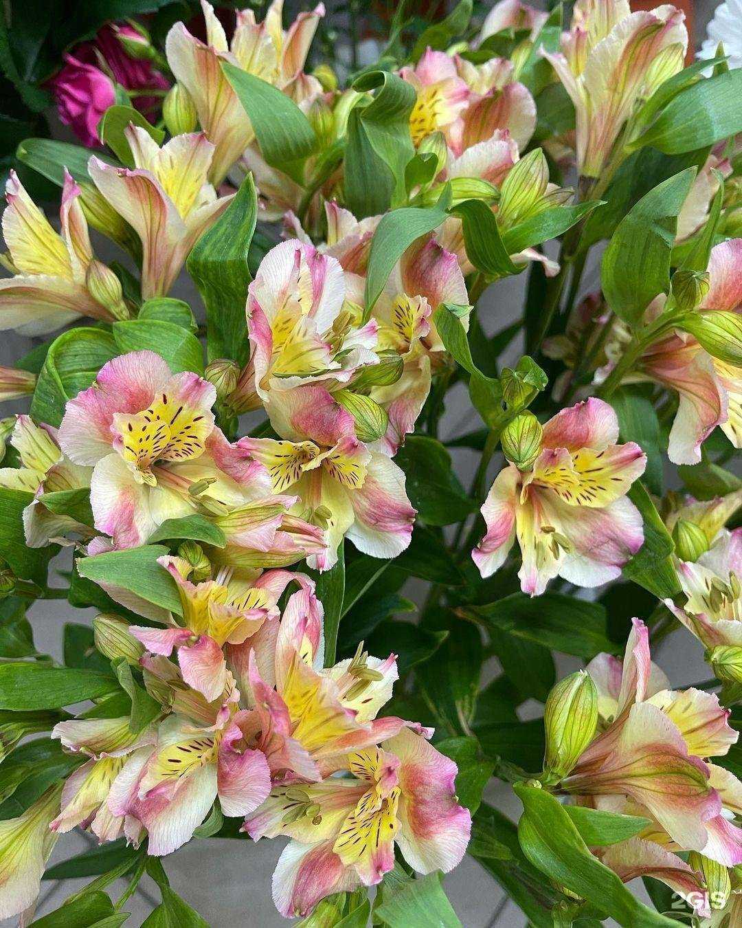 Отзывы на компанию У флориста в Рузе c фото