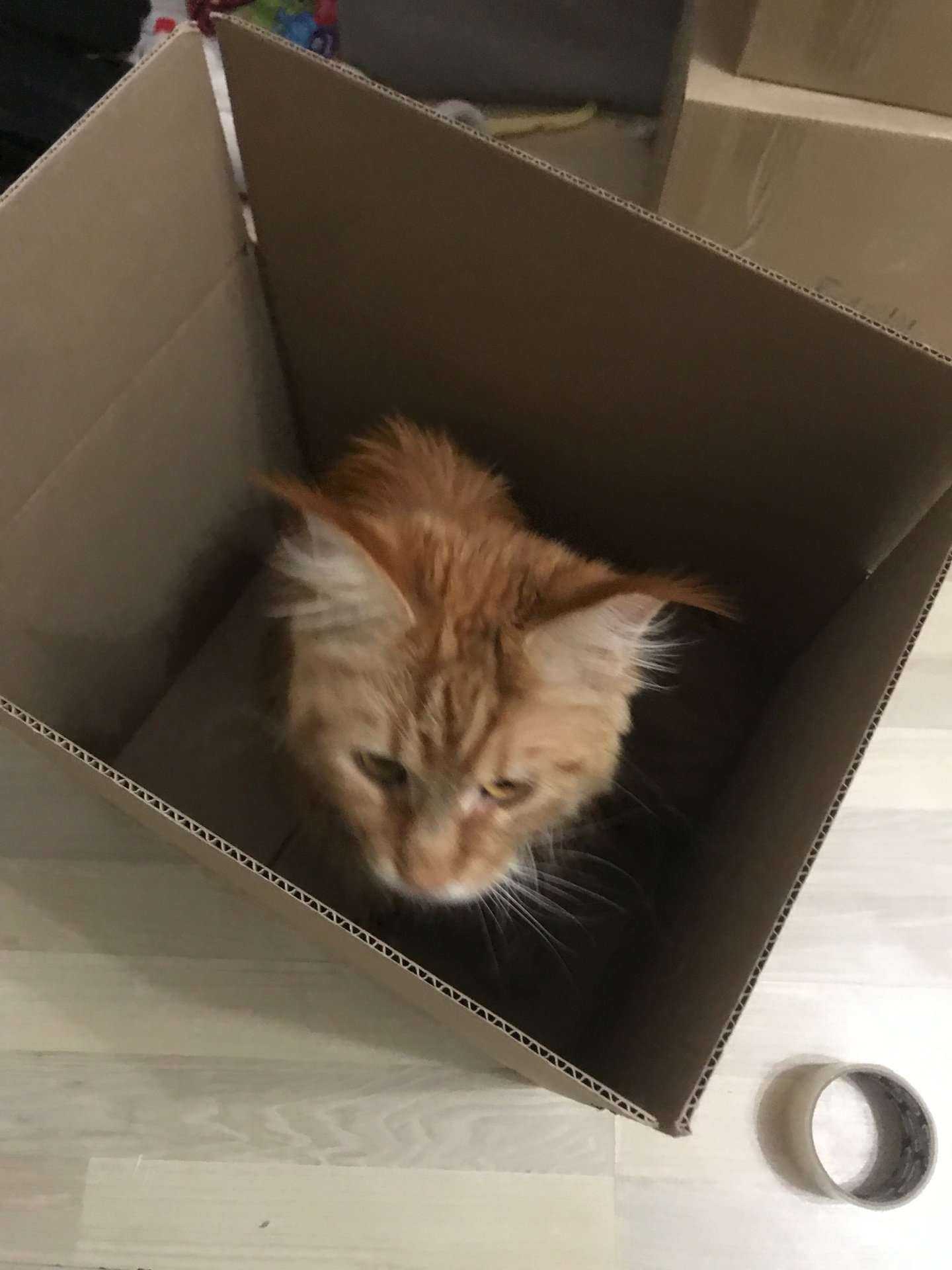 Отзывы на компанию Котик в Химках c фото