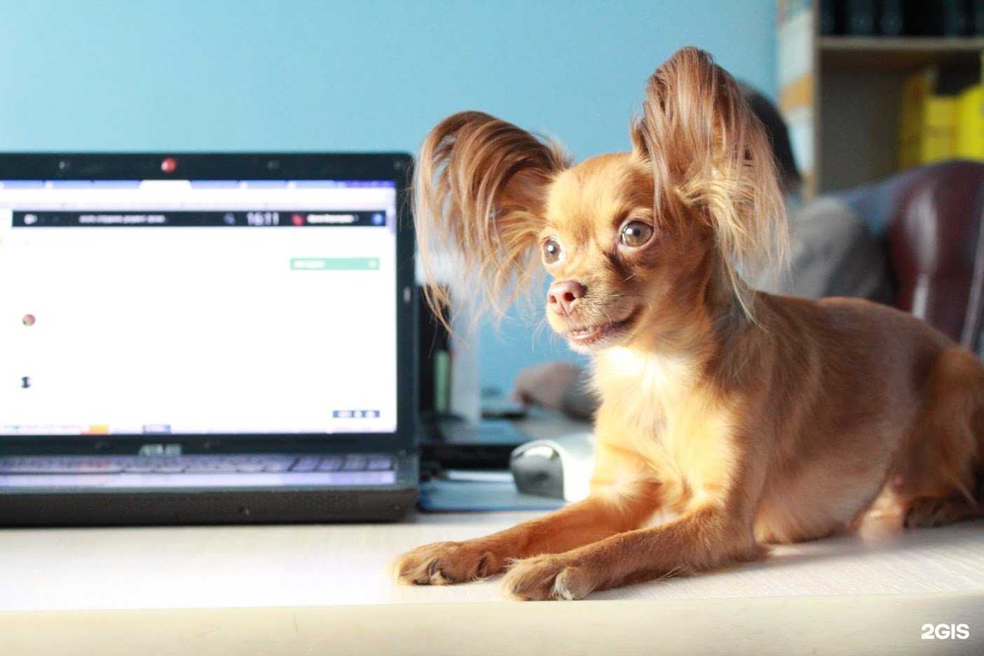 Отзывы на компанию Эс Вэ Куперс в г. Ульяновск c фото