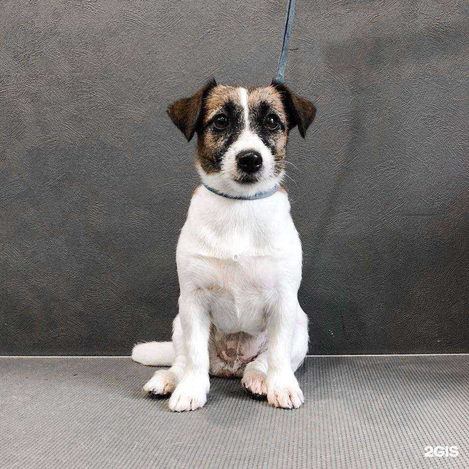 Отзывы на компанию Neverita’s grooming в г. Калуга c фото