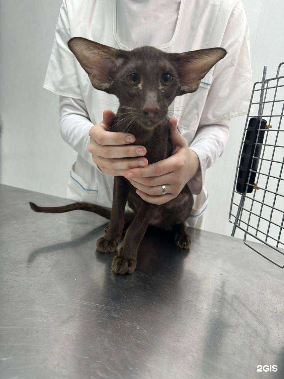 Отзывы на компанию Авиценна Вет в Омске c фото